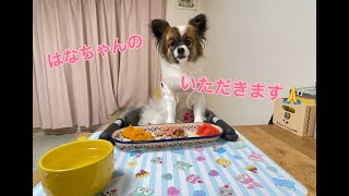 パピヨン犬のはなちゃんのばんごはん