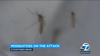 Ankle-biter mosquitoes are on the attack. Here are tips to avoid getting bitten