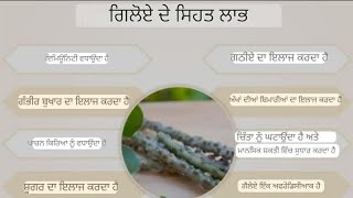 ਗਲੋ ਦੇ ਕੁਦਰਤੀ ਗੁਣ ਅਤੇ ਸਾਡੀ ਸਿਹਤ ਲਈ ਫਾਇਦੇ #viral #explore #sidhu #free #new #you # new Punjabi video