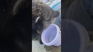 ビントロングのマリン#cute #bearcats #binturong #animals