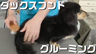 【トリミング】５倍速でわかる！ミニチュアダックスフンドのグルーミング【３０３時間目】　|　(5Xspeed)Grooming for MiniatureDachshund