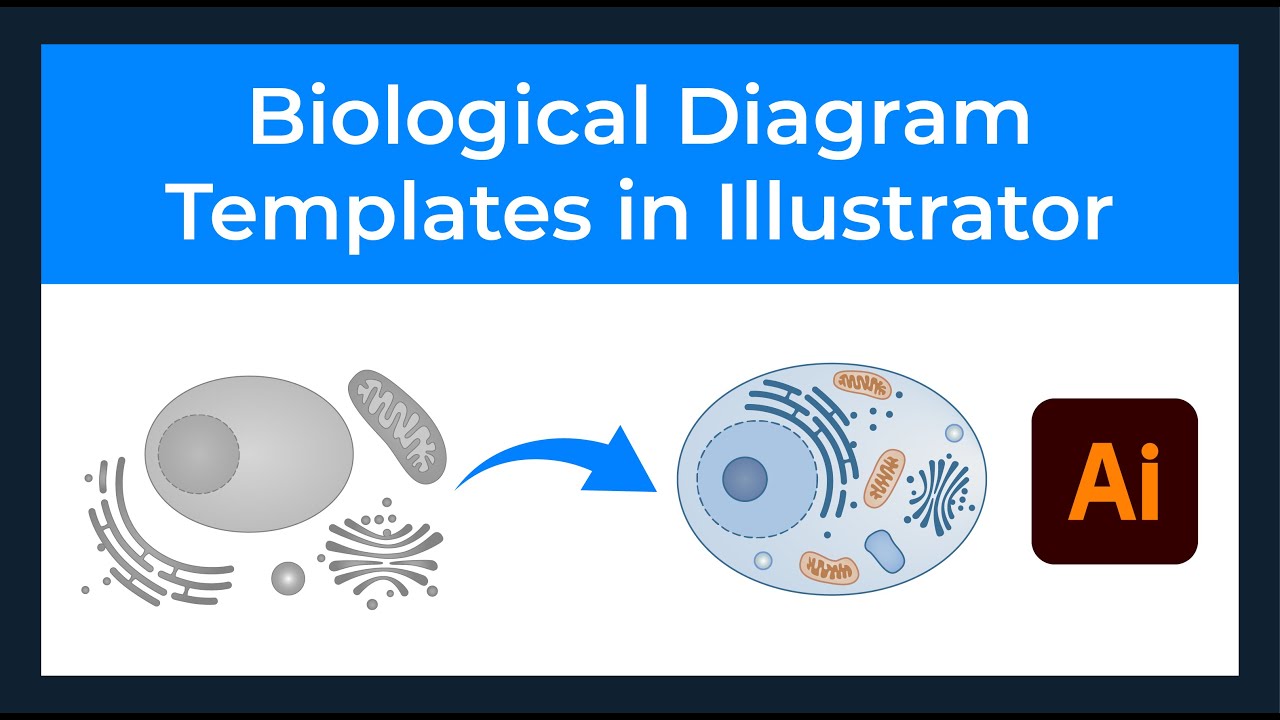 Rules For Drawing Biological Diagrams At Laura Mcbee Blog