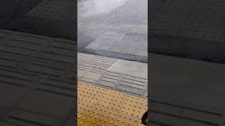 台風にビビる犬　#shorts