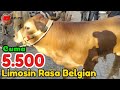 CUMA 5.500‼️ BAKALAN JANTAN LIMOSIN SUPER | PASAR WAGE BUMIAYU HARI INI