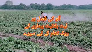 Spray with engine machine on potato crop to control late blight disease || Agri Doctor || Crops