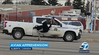 Rogue ostrich leads police chase in Canada