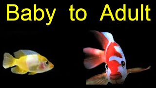 Red devil fish Growth Rate baby to adult SCREAMER!