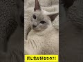 shorts 同色が好きなシャム猫 ねこのいる暮らし シャム cat ねこのいる生活