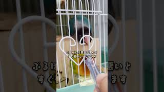 ボタンインコ　ウロコインコ　今朝の様子　風邪かな？