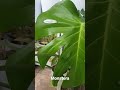 my monstera