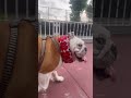 夏は10分散歩🐶 short ブルドッグ 犬のいる暮らし