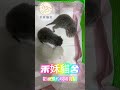 shorts 禾姀貓舍 貓 catcute cat cute cuteanimal cutecat 貓咪 台南推薦貓舍 pets 英短 貓咪 誕生日