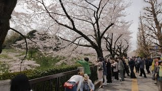 【4K】武道館のビデオ散歩・桜いっぱい