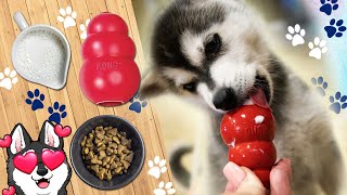 How To Use A Kong For The First Time With A Puppy