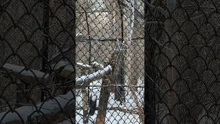 Новосибирский Зоопарк Манул Жора Novossibirsk Zoo Manul Zhora