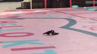 新世界にいるハトのカップル pigeon dove friends