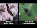 Emerald Ash Borer ID (Outsmart App)