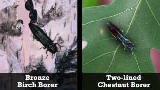 Emerald Ash Borer ID (Outsmart App)
