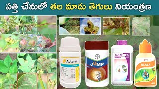 పత్తి చేనులో తల మాడు తెగులు నియంత్రణ | Cotton Tobaco Streak Virus Control | Mana kisan (మన రైతు)