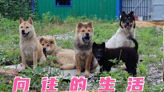 【中华田园犬保育基地】寻城市一隅，远离喧嚣；养土狗数只，回归田园！