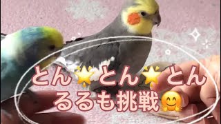 セキセイインコ、オカメインコの最近のブーム😍