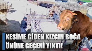 Kesime Giden Kızgın Boğa Önüne Geçeni Yıktı! İşte O Korku Dolu Anlar / AGRO TV HABER