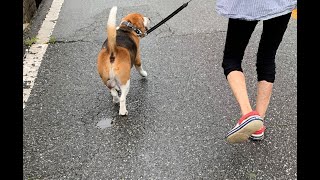 【バス停犬】田舎の小さなバス停が気になってお散歩に集中できないビーグル犬・・・Healing/dog　癒し/犬　ビーグル/BEAGLE　セラピー犬