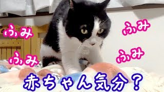 ＜2匹の猫通信＞ハッチとマックの「ほっこりライブ」ふみふみが止まらない！赤ちゃん気分の猫♪ 2018 09 24　- Cats Live in the bedroom.LIVE Stream.