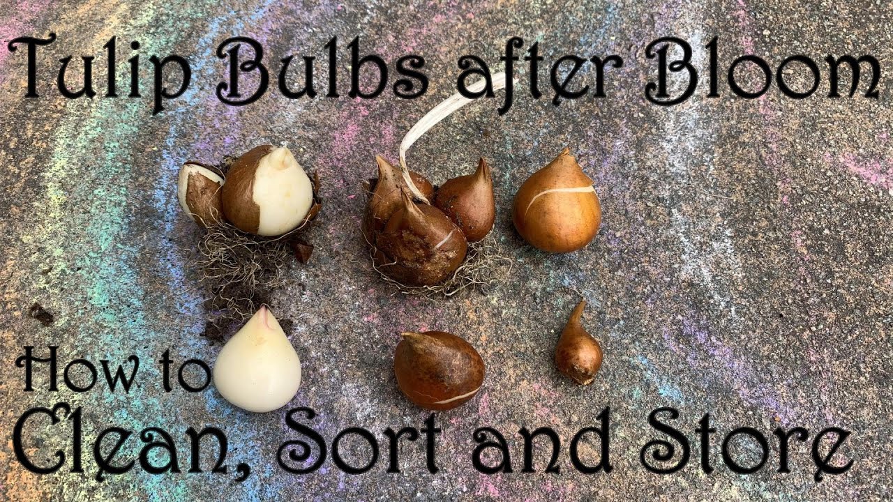 Tulip Bulbs After Bloom How To Clean Sort And Store Youtube