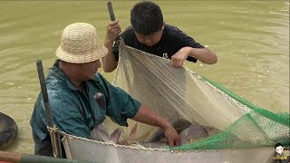 老表家養了5年的魚塘，小六聽說放水捉魚了，馬上趕來幫忙【小六視野】