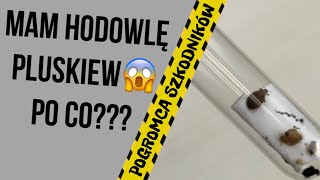 Moja hodowla pluskiew w domu. ALE PO CO?  - pluskwy łóżkowe -zwalczanie pluskiew - odpluskwianie