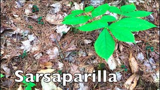 Sarsaparilla