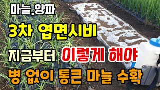 마늘3차엽면시비 지금부터 이렇게 해야 병없이 통큰마늘수확합니다 해준만큼 마늘이 잘자라요.