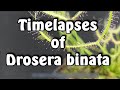 Timelapses of the sundew Drosera binata