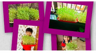 🔴MICROGREENS 🔴HYDROPONIC METHOD🔴അരിപ്പ മാത്രം മതി ഇനി മൈക്രോഗ്രീൻസ് വളർത്താൻ🔴