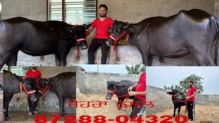 ਮੋਹਰਾ ਨਸਲ ਦੀਆ ਝੋਟੀਆ ਵਿਕਾਊ 87288-04320