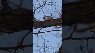 餌を探しながら木くずを飛ばしてくるゴジュウカラ