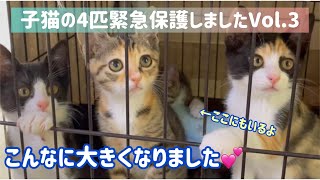 子猫の４匹緊急保護しましたVol.3