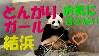 【パンダ】PANDA  とんがりガール💕結浜🐼　お気に召さないの🌿