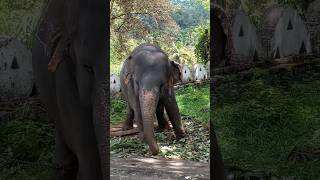 නටනවා කියලා මෙහෙමත් නටනවාද බෝල ගෙඩියෝ..🤔🤔 #elephant #animal