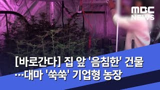 [바로간다] 집 앞 '음침한' 건물…대마 '쑥쑥' 기업형 농장 (2019.05.10/뉴스데스크/MBC)