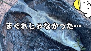 釣り初心者の今年のチニング納め！クロダイの楽園で大物GET！