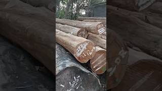 semua ukuran kayu jati ada di sini #kayujati #teakwood #sawmill #blora #shorts