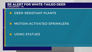 KPT’s ‘Living with Nature’ series: White-Tailed Deer