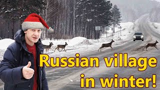 Russian Village in Winter. Roe Deer all over ❄️