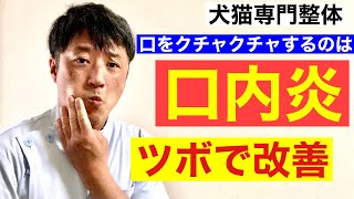 【口内炎】🐱ペットが食事中に口をクチャクチャする理由🐶犬猫専門整体