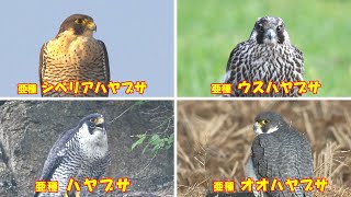 日本の野鳥〔ハヤブサ4亜種〕（Falconidae)