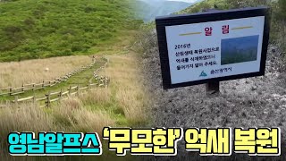 [돌직구] 영남알프스 '무모한' 억새 복원 (2021.06.17/뉴스데스크/울산MBC)