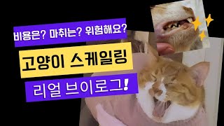 길똥이 치석제거 (고양이 스케일링)  #길고양이 #고양이스케일링 #고양이치석제거 #고양이입냄새