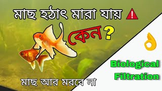 অ্যাকুরিয়াম এর মাছ হঠাৎ মারা যায় কেন? Biological Filtration | Ciramic Ring | Bio Media